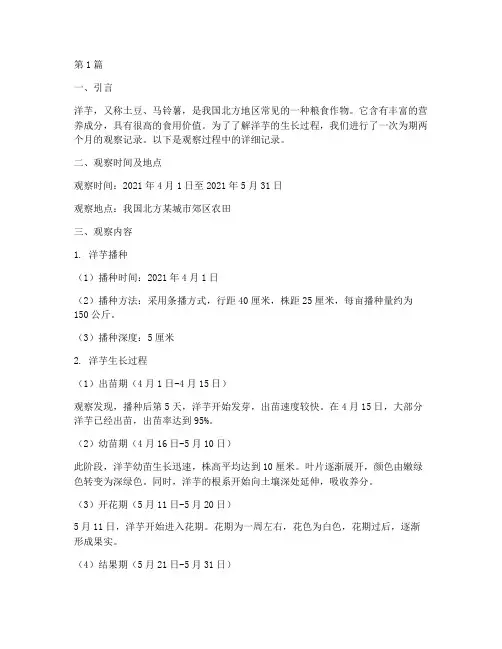 观察洋芋生长记录(2篇)