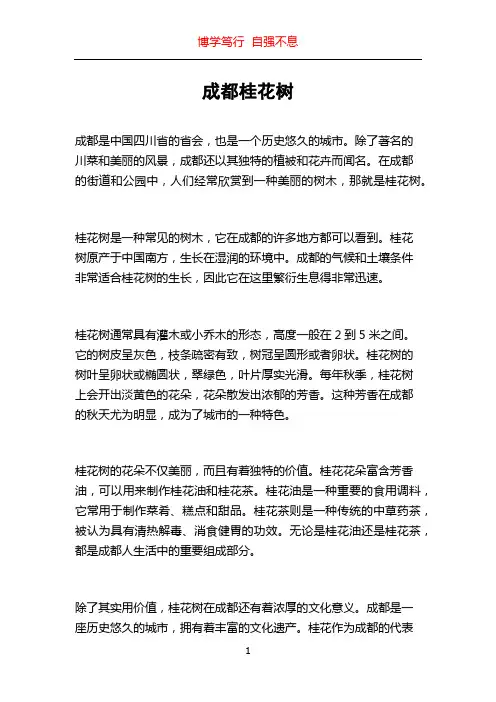 成都桂花树