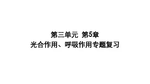 2023年生物中考一轮复习课件(共20张PPT)：35光合作用与呼吸作用