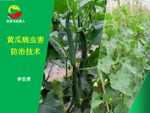 黄瓜主要病虫草害防治技术