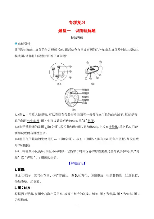 2024年人教版七年级上册生物期末专项复习题型一识图理解题