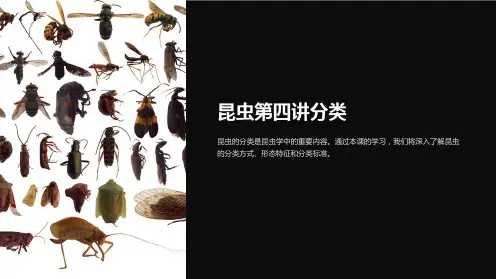 《昆虫第四讲分类》课件