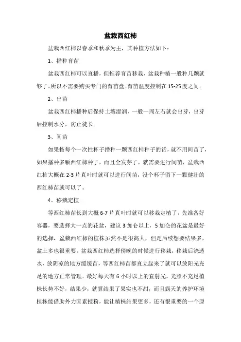 盆栽西红柿