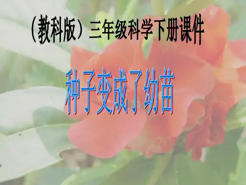 三年级科学下册 种子变成了幼苗 3课件 教科