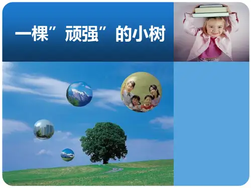 湘教版六年级科学上册 (一棵顽强的小树)新课件