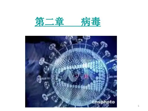 初中生物八年级上册病毒