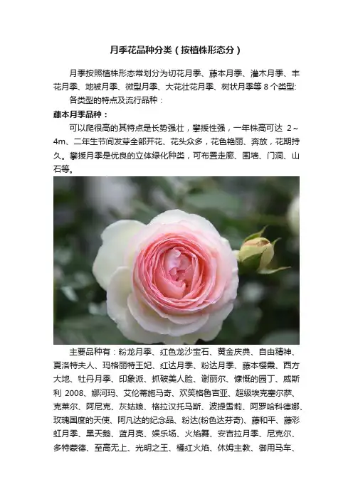 月季花品种分类（按植株形态分）