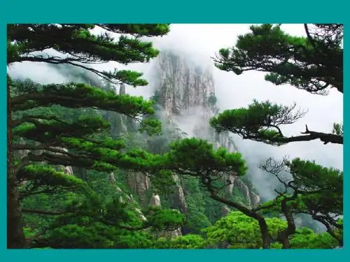 18《青松》(戚)