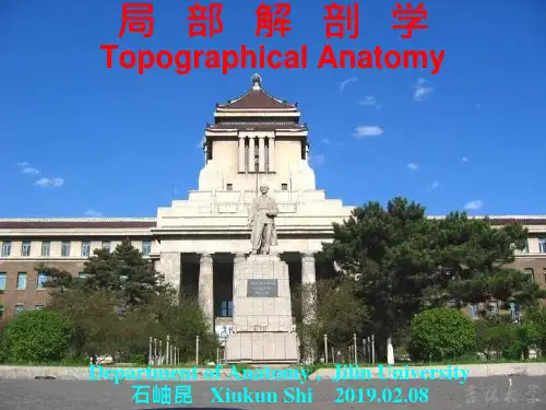局部解剖学-结肠上区课件