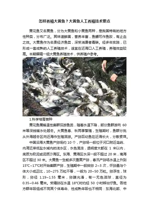怎样养殖大黄鱼？大黄鱼人工养殖技术要点