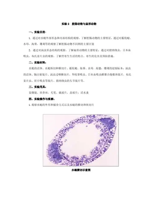 腔肠动物与扁形动物