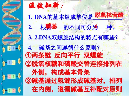 中图版高中生物必修二3.1.3《DNA的复制》课件(共33张PPT)