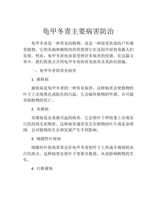 龟甲冬青主要病害防治