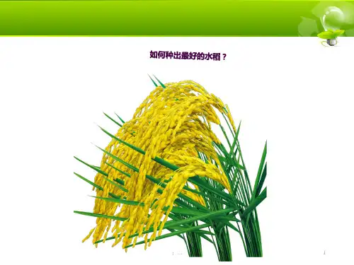 水稻栽培管理(精品)ppt课件