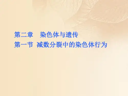 2019高中生物第二章染色体与遗传2.1减数分裂中的染色体行为课件浙科版必修