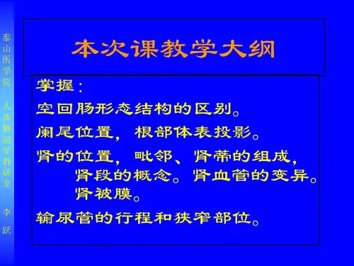 6腹部局解 教学课件 哈尔滨医科大学局解课件 局部解剖学教学课件