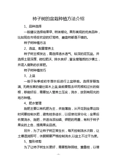 柿子树的盆栽种植方法介绍