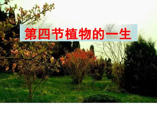 《植物的一生》优秀课件
