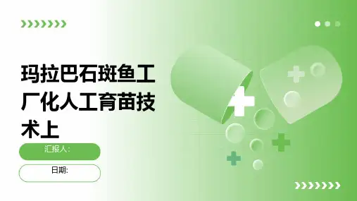 玛拉巴石斑鱼工厂化人工育苗技术上