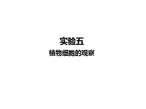 植物细胞的观察  生物学实验  