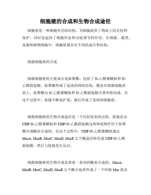 细胞壁的合成和生物合成途径