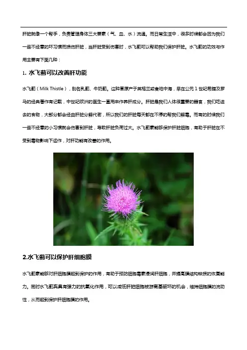水飞蓟的功效与作用,帮助缓解肝脏出现的问题