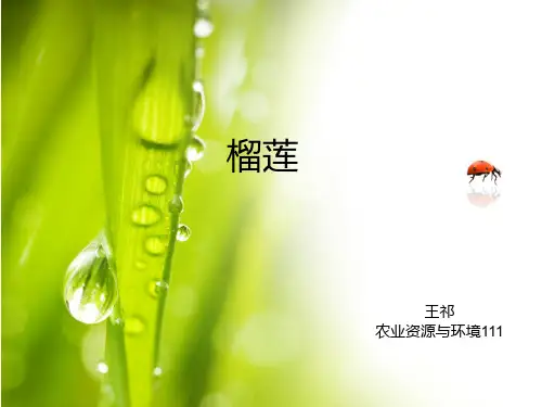 榴莲