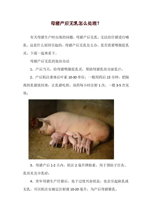 母猪产后无乳怎么处理？