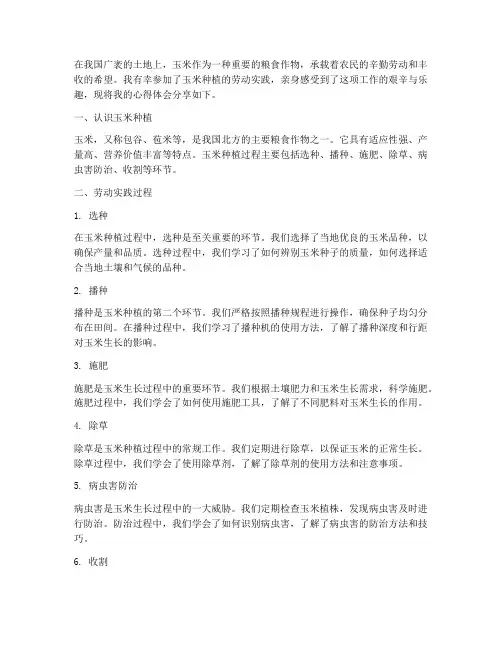 劳动实践心得体会玉米