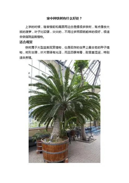 家中种铁树有什么好处？