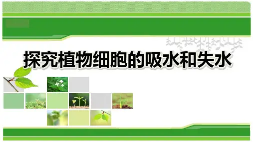 《探究植物细胞的吸水和失水》说课课件(全国实验说课大赛获奖案例)