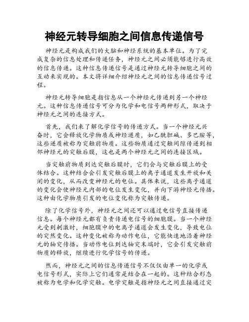 神经元转导细胞之间信息传递信号