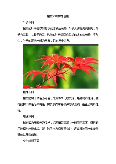 槭树和枫树的区别