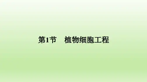 高中生物人教版  选择性必修三  植物细胞工程  课件(共70张)