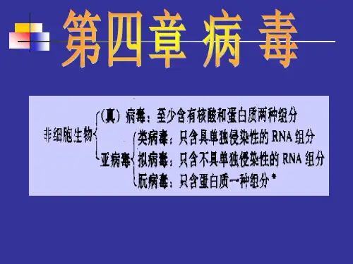 第四章 病毒