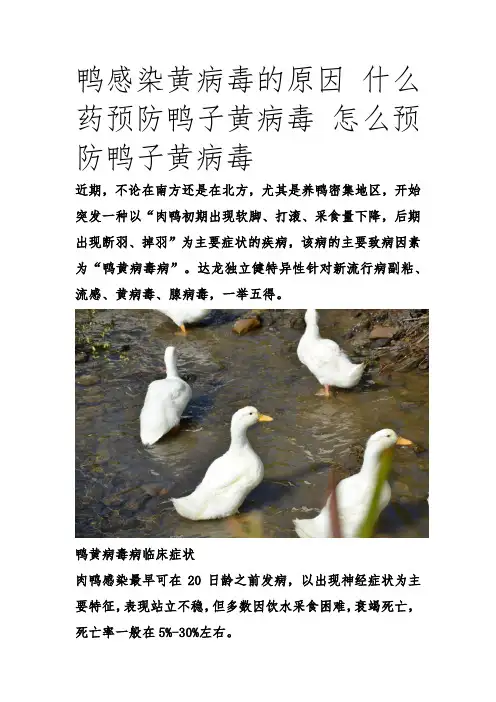 鸭黄病毒 (4)