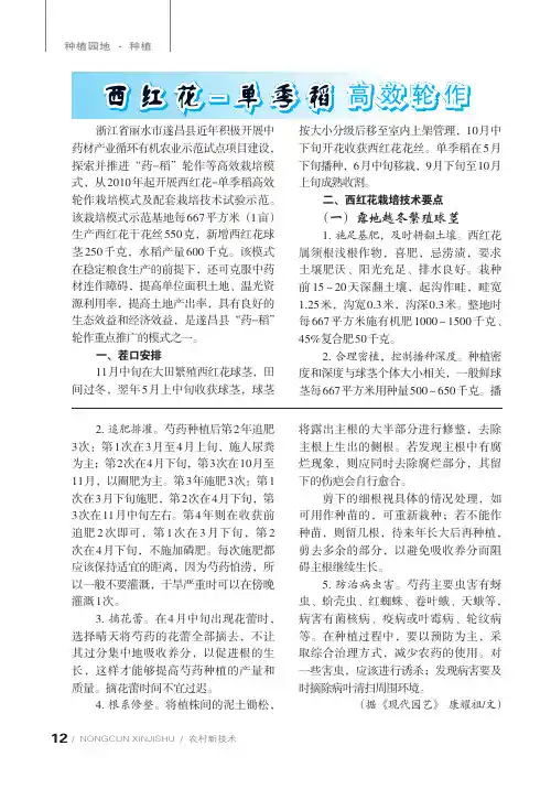 西红花-单季稻高效轮作