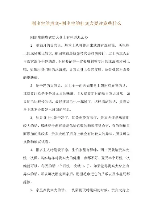 刚出生的贵宾-刚出生的杜宾犬要注意些什么