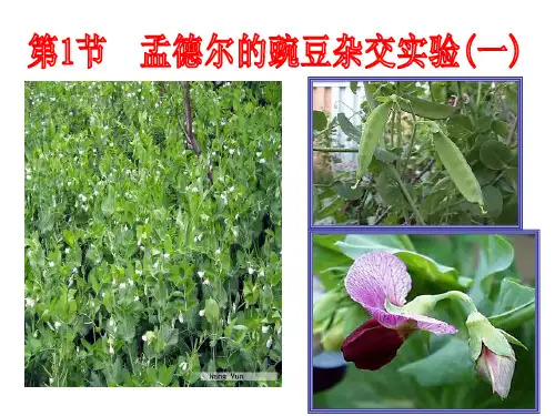 1.1孟德尔分离定律共53张PPT课件