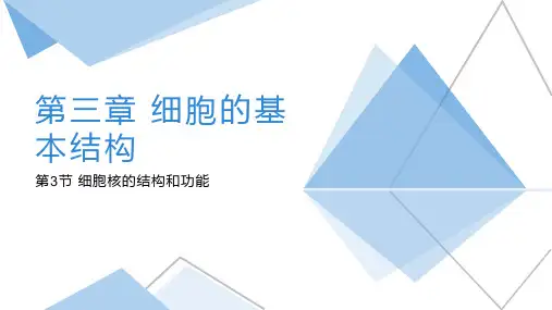 细胞核的结构和功能课件-高一生物人教版必修一
