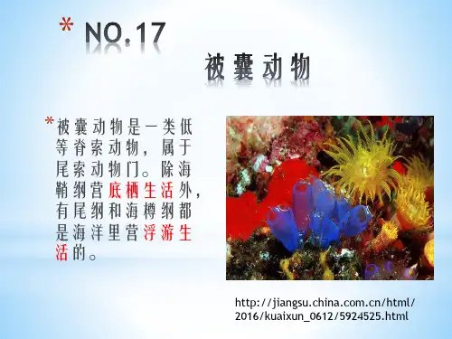 被囊动物3