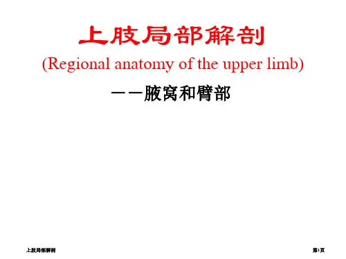 上肢局部解剖