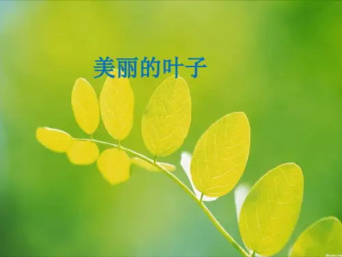 二年级上册美术课件-3.7 美丽的叶子丨岭南版 (共30张PPT)