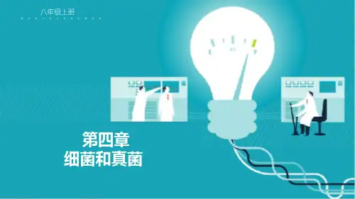 人教版生物 八年级上 《第四章 细菌和真菌》章末复习课件