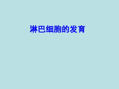 淋巴细胞的发育 PPT课件