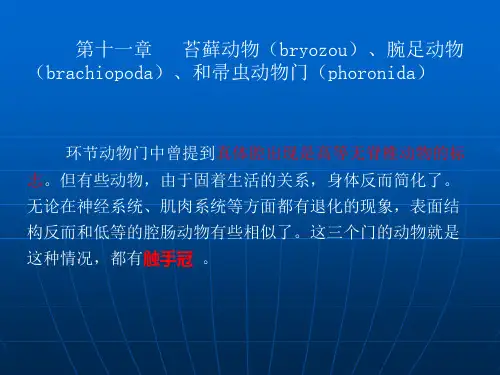 高中生物竞赛资料-动物学-第11章腕足动物门