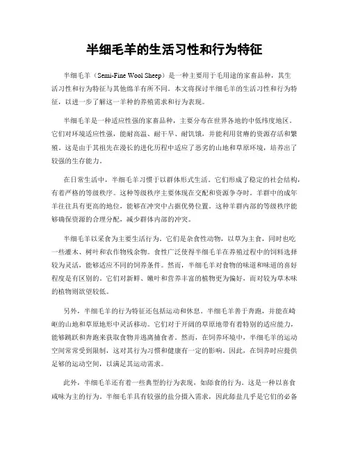 半细毛羊的生活习性和行为特征