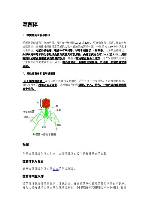 噬菌体
