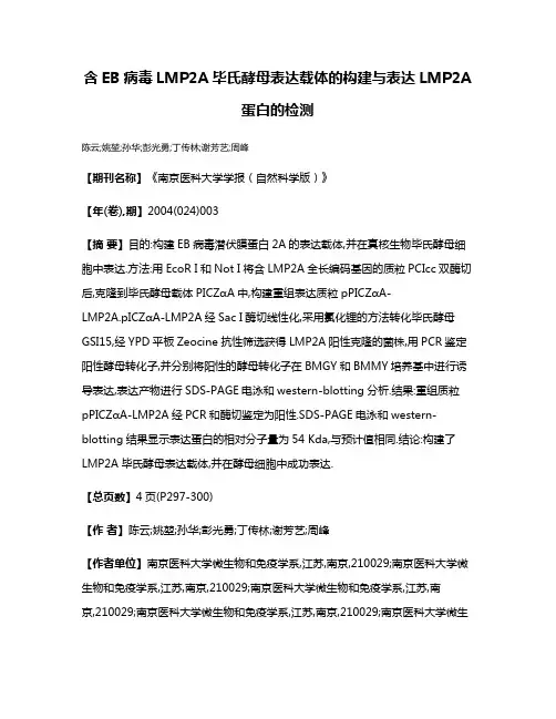 含EB病毒LMP2A毕氏酵母表达载体的构建与表达LMP2A蛋白的检测