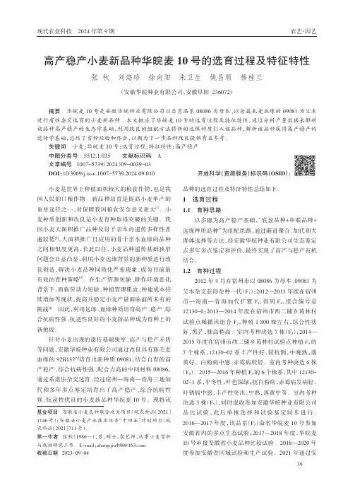 高产稳产小麦新品种华皖麦10_号的选育过程及特征特性